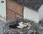 Capi_Dubne_20250515_105002.jpg