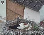 Capi_Dubne_20250515_105503.jpg