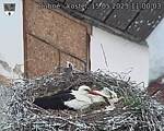 Capi_Dubne_20250515_110003.jpg