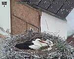 Capi_Dubne_20250515_110502.jpg