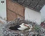 Capi_Dubne_20250515_111003.jpg