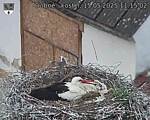 Capi_Dubne_20250515_111502.jpg