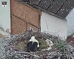 Capi_Dubne_20250515_112503.jpg
