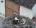 Capi_Dubne_20250515_113003.jpg