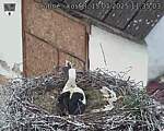 Capi_Dubne_20250515_113503.jpg