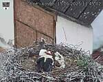 Capi_Dubne_20250515_114502.jpg