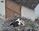 Capi_Dubne_20250515_115002.jpg