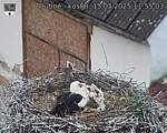 Capi_Dubne_20250515_115503.jpg