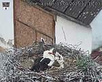 Capi_Dubne_20250515_121003.jpg