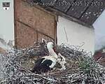 Capi_Dubne_20250515_122503.jpg