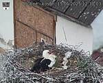 Capi_Dubne_20250515_123003.jpg