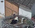 Capi_Dubne_20250515_124003.jpg