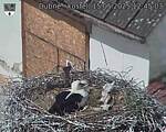 Capi_Dubne_20250515_124503.jpg