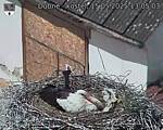 Capi_Dubne_20250515_130503.jpg