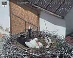 Capi_Dubne_20250515_131503.jpg