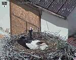 Capi_Dubne_20250515_132503.jpg
