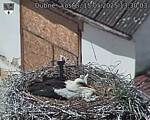 Capi_Dubne_20250515_133003.jpg