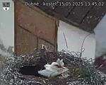 Capi_Dubne_20250515_134502.jpg