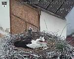 Capi_Dubne_20250515_135003.jpg