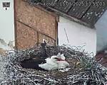 Capi_Dubne_20250515_135503.jpg