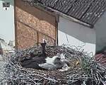 Capi_Dubne_20250515_140002.jpg