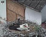 Capi_Dubne_20250515_140503.jpg