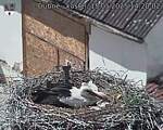 Capi_Dubne_20250515_142002.jpg