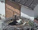 Capi_Dubne_20250515_142503.jpg