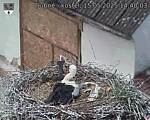 Capi_Dubne_20250515_144003.jpg