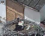 Capi_Dubne_20250515_144503.jpg