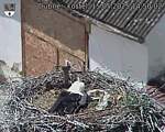 Capi_Dubne_20250515_145002.jpg
