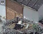 Capi_Dubne_20250515_145503.jpg