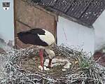 Capi_Dubne_20250515_151503.jpg