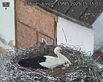 Capi_Dubne_20250515_153503.jpg