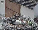 Capi_Dubne_20250515_161002.jpg