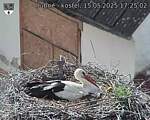 Capi_Dubne_20250515_172502.jpg