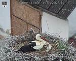 Capi_Dubne_20250515_173503.jpg
