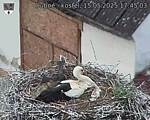 Capi_Dubne_20250515_174503.jpg