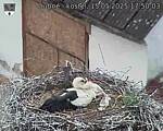 Capi_Dubne_20250515_175003.jpg