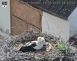 Capi_Dubne_20250515_180502.jpg