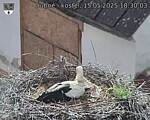 Capi_Dubne_20250515_183003.jpg