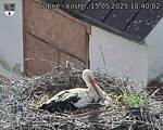 Capi_Dubne_20250515_184002.jpg