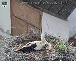 Capi_Dubne_20250515_185003.jpg