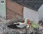 Capi_Dubne_20250515_185503.jpg