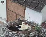Capi_Dubne_20250515_191002.jpg