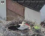 Capi_Dubne_20250515_193003.jpg