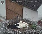 Capi_Dubne_20250515_194502.jpg