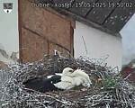 Capi_Dubne_20250515_195002.jpg