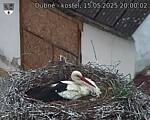 Capi_Dubne_20250515_200002.jpg