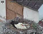 Capi_Dubne_20250515_200503.jpg